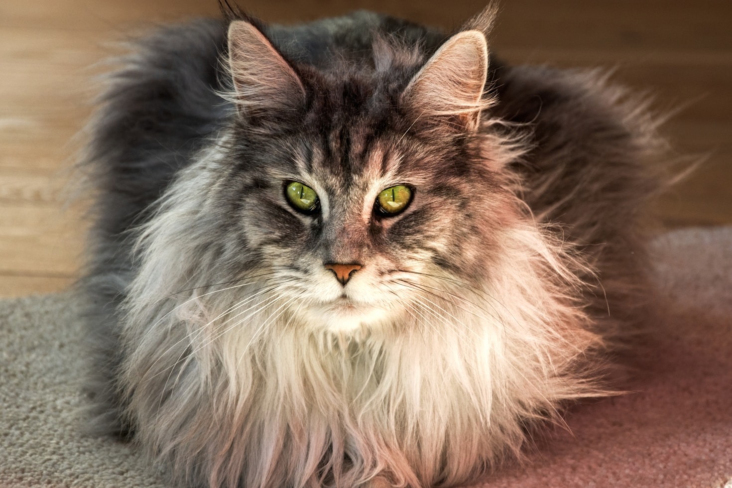 Top Ten Reasons Cats Make Great Pets