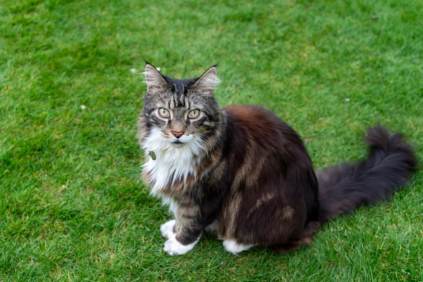 How to Choose the Best Food for Your Cat