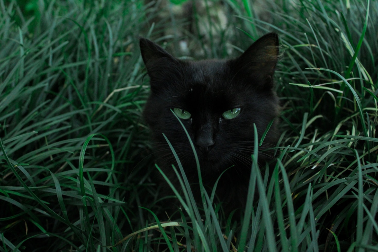 Understanding Common Cat Behavior Explained