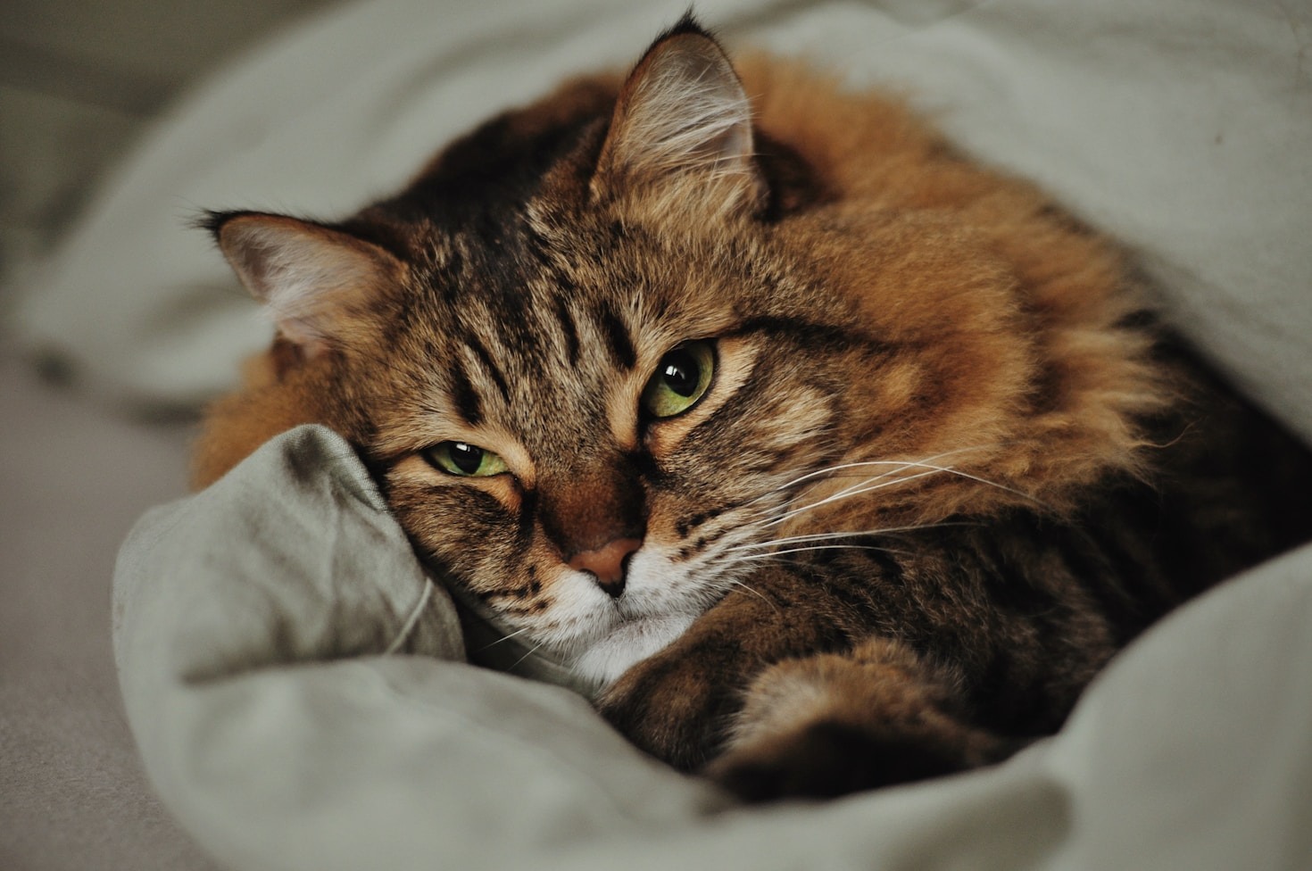 The History and Evolution of Domesticated Cats