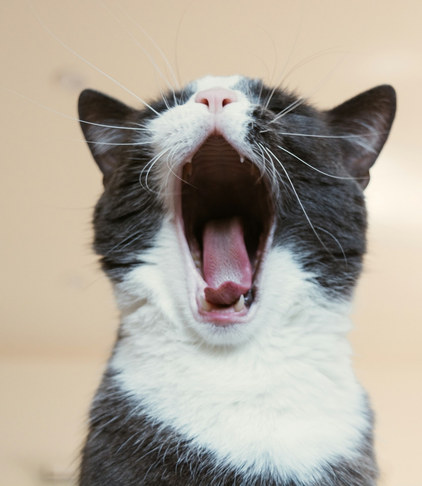 Fun Activities to Keep Your Cat Entertained